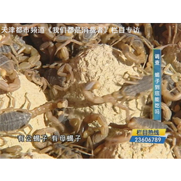 东亚药蝎多少钱一斤、军辉养殖、天津东亚药蝎