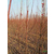 美国红枫树盆景|石博苗木(在线咨询)|泉州美国红枫树缩略图1