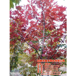 欧洲红栎*-欧洲红栎-瑞天园林
