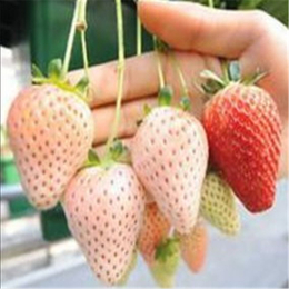 萍乡草莓苗、双湖园艺、红颜草莓苗