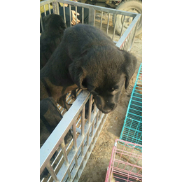 拉布拉多犬,华运养殖,哪里有卖纯种拉布拉多犬