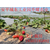 温室大棚种植-温室草莓-温室种植技术缩略图4