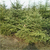 红皮1.5米云杉种植基地|红皮1.5米云杉|鑫达园林缩略图1