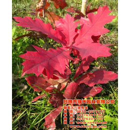 欧洲红栎树-欧洲红栎-瑞天彩叶苗木
