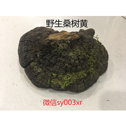 纯正长白山*桑树桑黄的