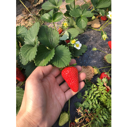 草莓苗种植、安徽草莓苗、乾纳瑞农业(图)
