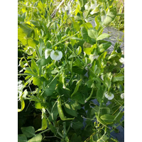 荷兰豆死棵——使用中草药制剂和生物菌剂防治效果