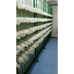 现代化蘑菇箱房|精农科技(在线咨询)|泸州市箱房