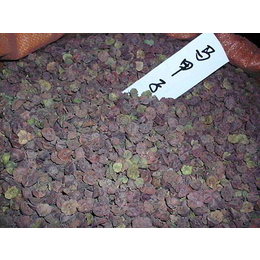 弥勒马甲子种子多少钱一斤|景江园林绿化|弥勒马甲子种子