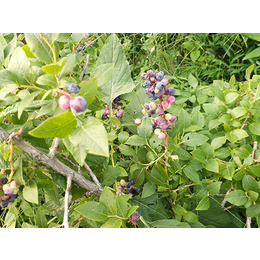珍珠蓝莓苗求购-内蒙古珍珠蓝莓苗-山东亿通园艺