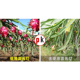 植物补光灯有用吗？|【激光植物生长灯】|临夏植物补光灯