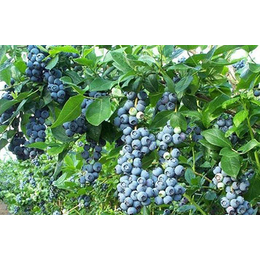 阳泉北陆蓝莓苗、柏源农业科技公司(在线咨询)、北陆蓝莓苗小苗