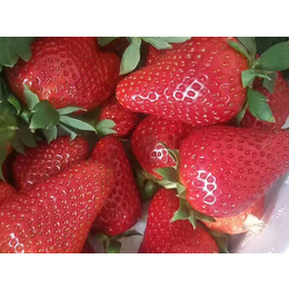 牛奶草莓苗价格|牛奶草莓苗|亿通园艺