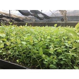 蓝莓苗种植基地|蓝丰园艺场(在线咨询)|湘潭蓝莓苗