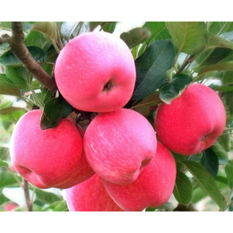 淘宝新鲜苹果-爱情山苹果(在线咨询)-兴隆新鲜苹果