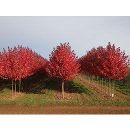 3公分美国红枫价格、畅远园林(在线咨询)、美国红枫价格