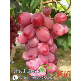 聚农农场声名远扬(图),葡萄苗品种,北京葡萄苗
