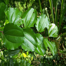 景洪马甲子种子批发,景江园林绿化(在线咨询),景洪马甲子种子