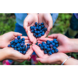 4年蓝莓苗、泰安柏源农业科技、长治蓝莓苗