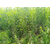 李子苗 脆红李的种植季节 李子苗栽植季节 缩略图1