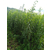 李子苗圃在哪里 李子甜度较好的品种 李子树的种植方法 缩略图4
