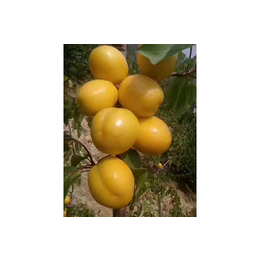 新泰超越苗木(图)|供应1-8公分珍珠油杏苗|珍珠油杏苗