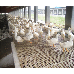 家禽饲养机械制造商-诸城大牧源机械-温州家禽饲养机械