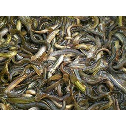 泥鳅培育,农聚源生态农业(在线咨询),鄂州泥鳅