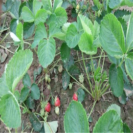 奶油草莓苗、广东草莓苗、双湖园艺(查看)