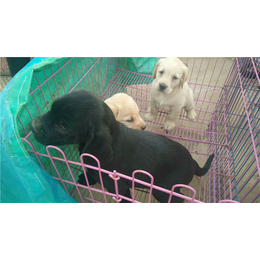 黑色拉布拉多犬价格|华运养殖(在线咨询)|拉布拉多犬