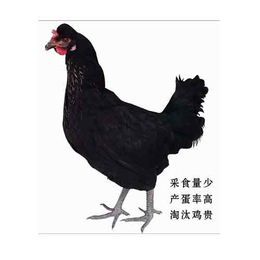 柴鸡价格|资阳柴鸡|华兴种禽厂家*(查看)