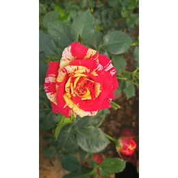 德宏卡罗拉玫瑰苗种植基地|红瑞花卉|德宏卡罗拉玫瑰苗