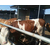 青海西门塔尔肉牛、西门塔尔肉牛养殖场、富贵肉牛养殖缩略图1