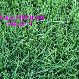 安徽环保草毯绿化毯椰丝毯厂家供应边坡绿化