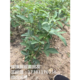 藤椒和九叶青的区别 藤椒产量 藤椒苗基地
