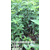 花椒苗种植技术 藤椒苗基地 花椒常见病虫害防治缩略图3