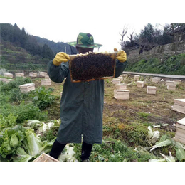 贵州蜂盛(图)|中华蜜蜂养殖场|安顺蜜蜂养殖