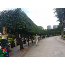 房地产配套造型树种植园,中峰园林(在线咨询)天津造型树种植园
