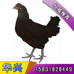 唐山柴鸡|华兴种禽生产基地|山地柴鸡养殖