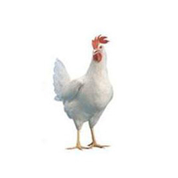 华帅青年鸡生产厂家(图),海兰褐公司*,郑州海兰褐