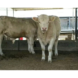 河北夏洛莱牛_富贵肉牛养殖_夏洛莱牛批发价格