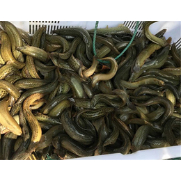 江汉泥鳅|湖北百鑫瑞农业科技|泥鳅养殖前景
