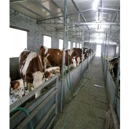厦门肉牛养殖纯种牛出售价格