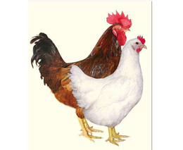 华帅青年鸡生产厂家(图)-青年鸡养殖场-兴安盟青年鸡
