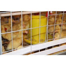 新乡养殖鸭笼,方圆鸭笼,养殖鸭笼出售