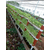 全自动无土栽培设备|梧州无土栽培种植架|九润农业(查看)缩略图1