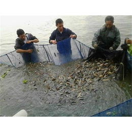 泥鳅、百鑫瑞农业科技、养殖泥鳅