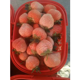 山东哈尼草莓苗,海之情农业,出售山东哈尼草莓苗