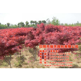 日本红枫苗出售-百色日本红枫苗-瑞天园林