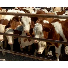 西门塔尔牛多少钱一头、富贵肉牛养殖、青海西门塔尔牛